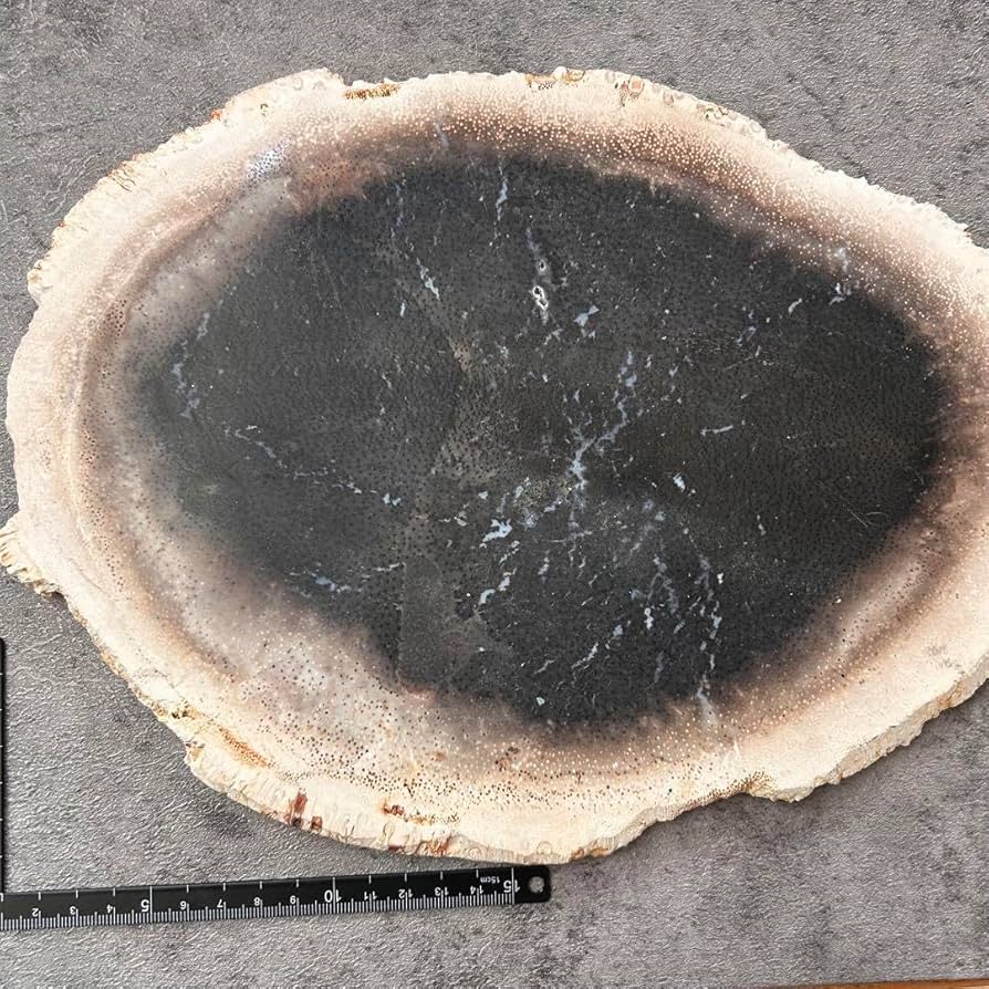 【匿名配送】化石 珪化木 ペトリファイドウッド スライス 選べる！】珪化木 スライス 1面磨き ミニプレート | ☆名前から